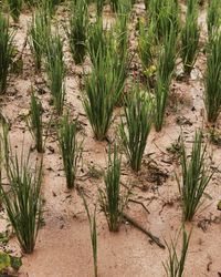 High angle view of plants growing on land