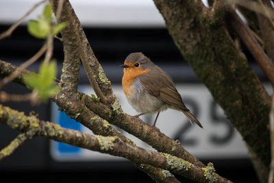 Close-up of bird perching on tree