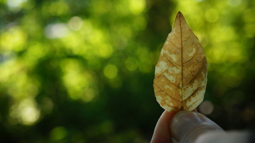 Close-up of hand holding leaf