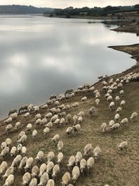 Rocks in the lake