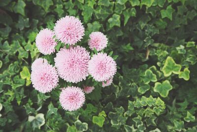 Close-up of pink flowers