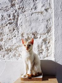 Cat sitting on wall