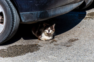 Cat sitting in a car
