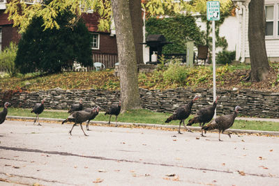 Flock of birds