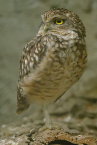 Close-up portrait of owl