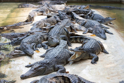High angle view of crocodile in water
