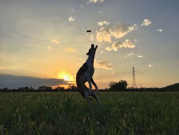 Silhouette woman jumping on field against sky during sunset