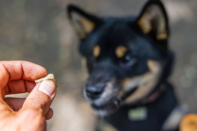 Close-up of dog