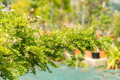 plant