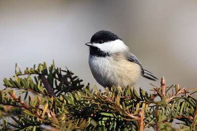 Close-up of bird perching plant 