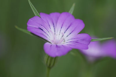 Close-up of purple flower