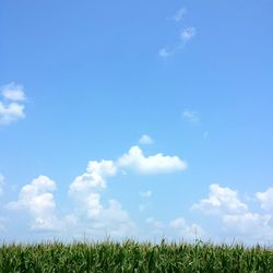 Crops growing on agricultural field against blue sky during sunny day