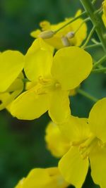 Close-up of yellow flower