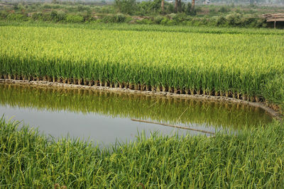 Scenic view of agricultural field