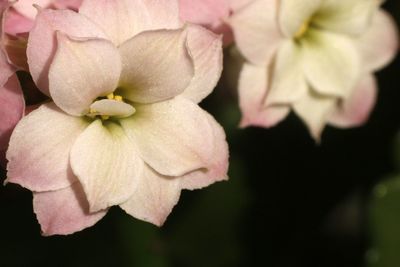 Macro shot of pink flower