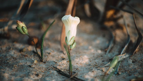 Close-up of plant on field