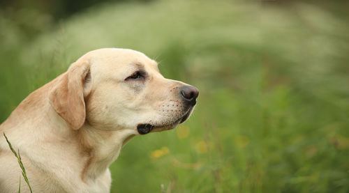 Close-up of dog looking away