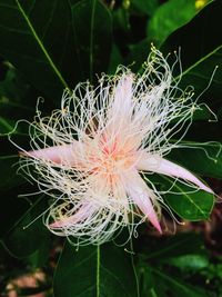 Close-up of flower