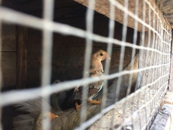 View of bird in cage