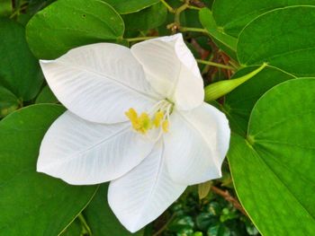 Close-up of white flower