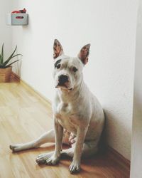 Portrait of dog sitting on hardwood floor against wall