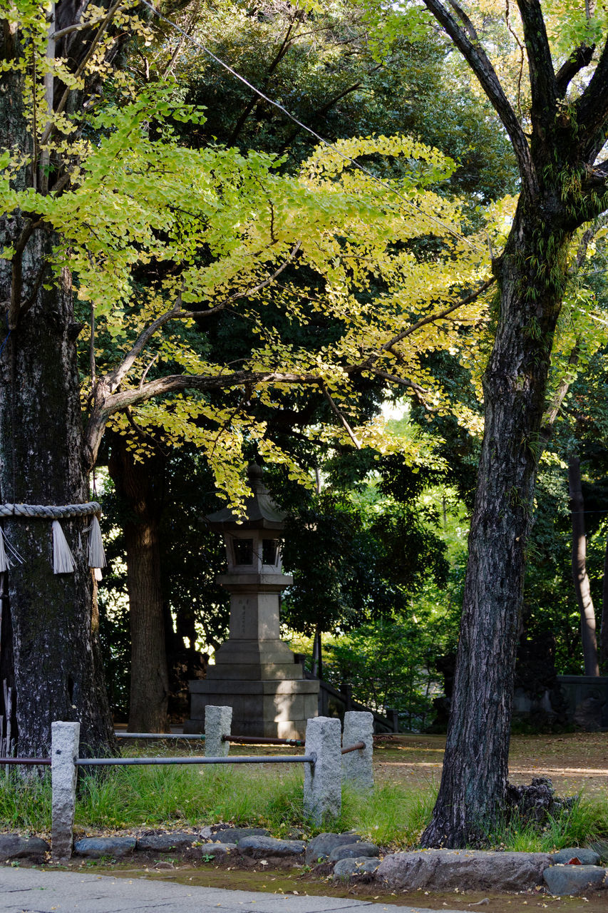 TREES IN CEMETERY