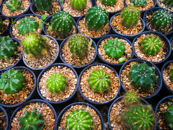 Full frame shot of potted plants