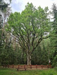 Trees growing on field in forest against sky