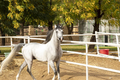 Arabian horse in stable