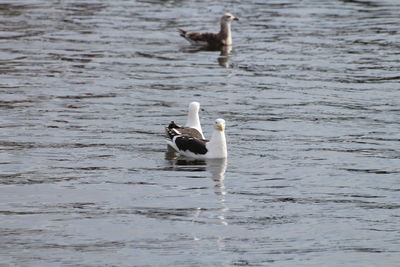 Ducks swimming in lake