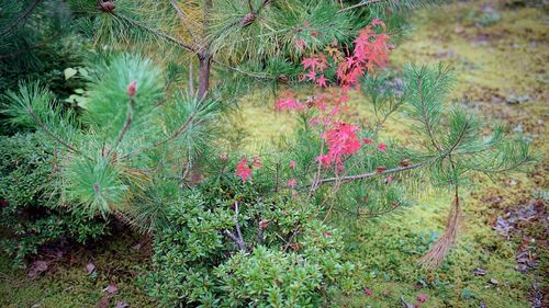 Pink flowering plants on land