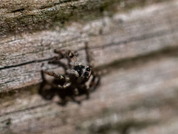 Close-up of spider on wood