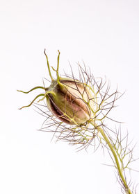 Close-up of insect against white background