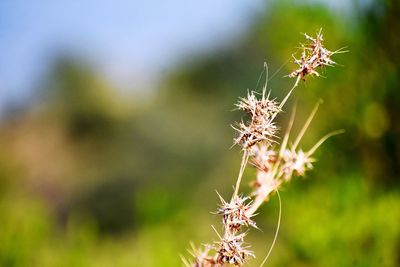 Close-up of wilted plant