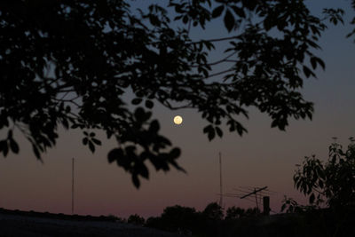 Low angle view of silhouette trees against sky at night