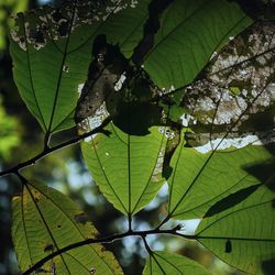 Close-up of spider web on plant