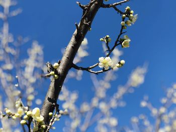 Low angle view of cherry blossom against blue sky