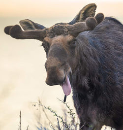 Close-up of deer