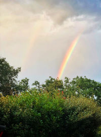 Low angle view of rainbow over trees in forest