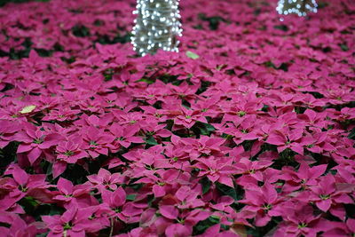 Close-up of pink leaves on plant during autumn