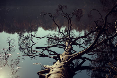 Close-up of bare tree in lake during winter