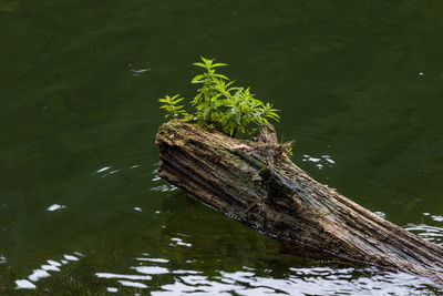 Lizard on water