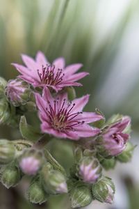 Close-up of pink flowering plant