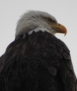 Close-up of eagle against sky