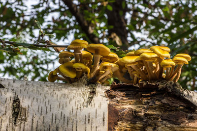 Close-up of yellow mushrooms growing on tree trunk in forest