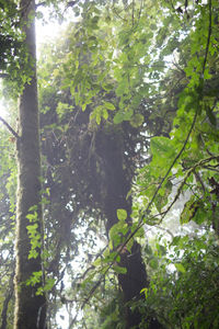 Low angle view of trees in forest