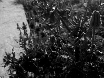 Close-up of plant against blurred background