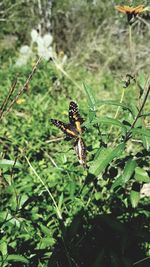 Close-up of insect on plant