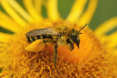 Closeup of a female of the pantaloon bee dasypoda hirtipes on a yellow inula flower in the garden