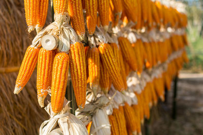 Close-up of dried corn outdoors